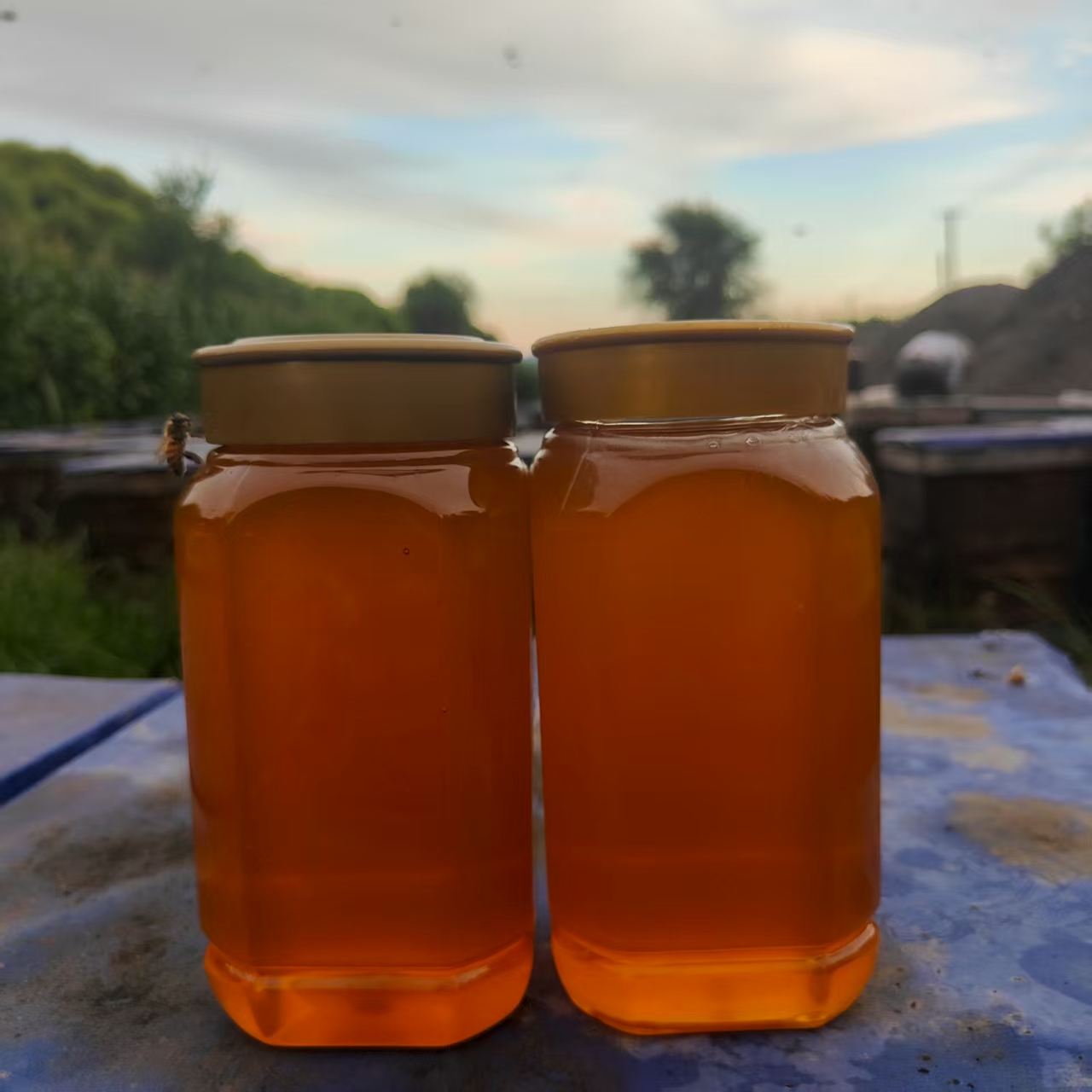 枣花蜂蜜，纯天然自然成熟蜜