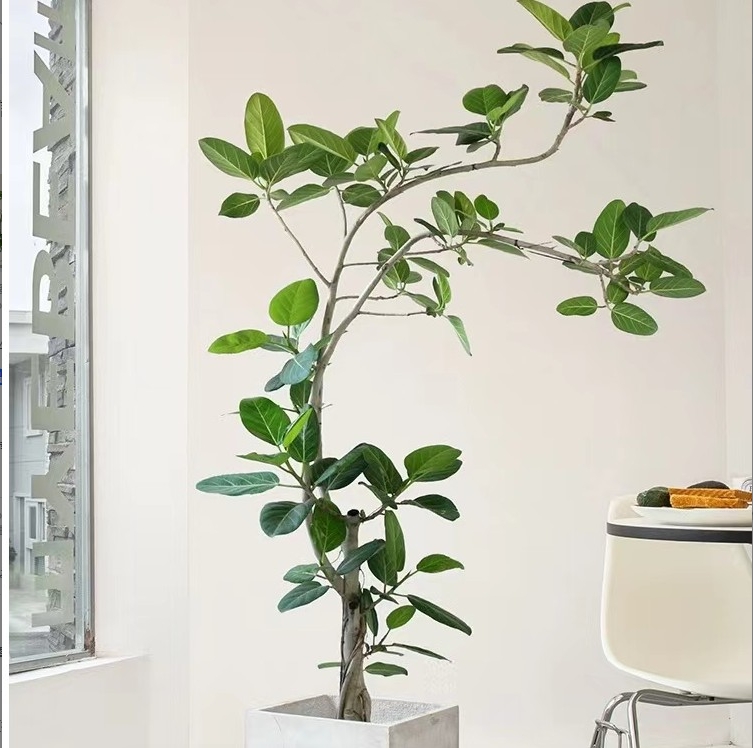 高山榕青叶榕孟加拉榕盆栽老桩客厅绿植仅供直播间一物一拍