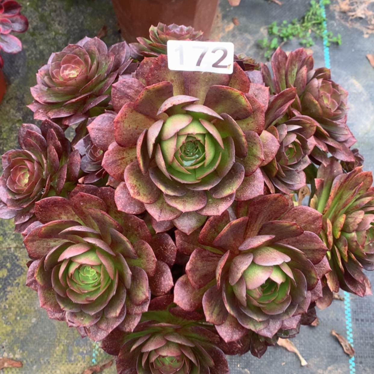 【闪购商品】172落桃