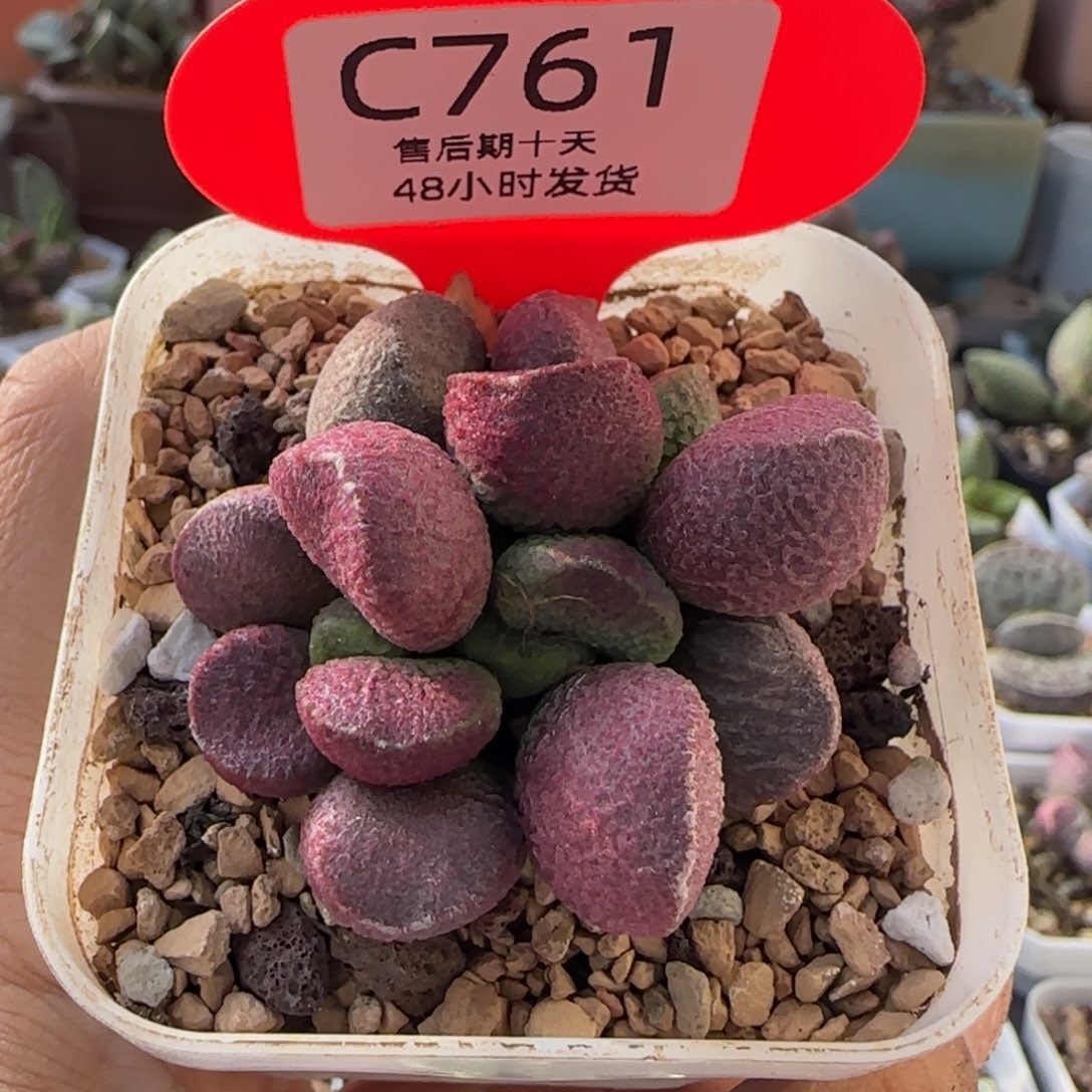 夏娃。       761。        