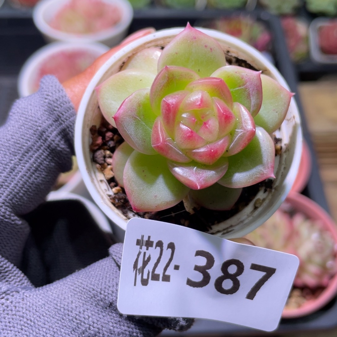 花利美22-387珍妮