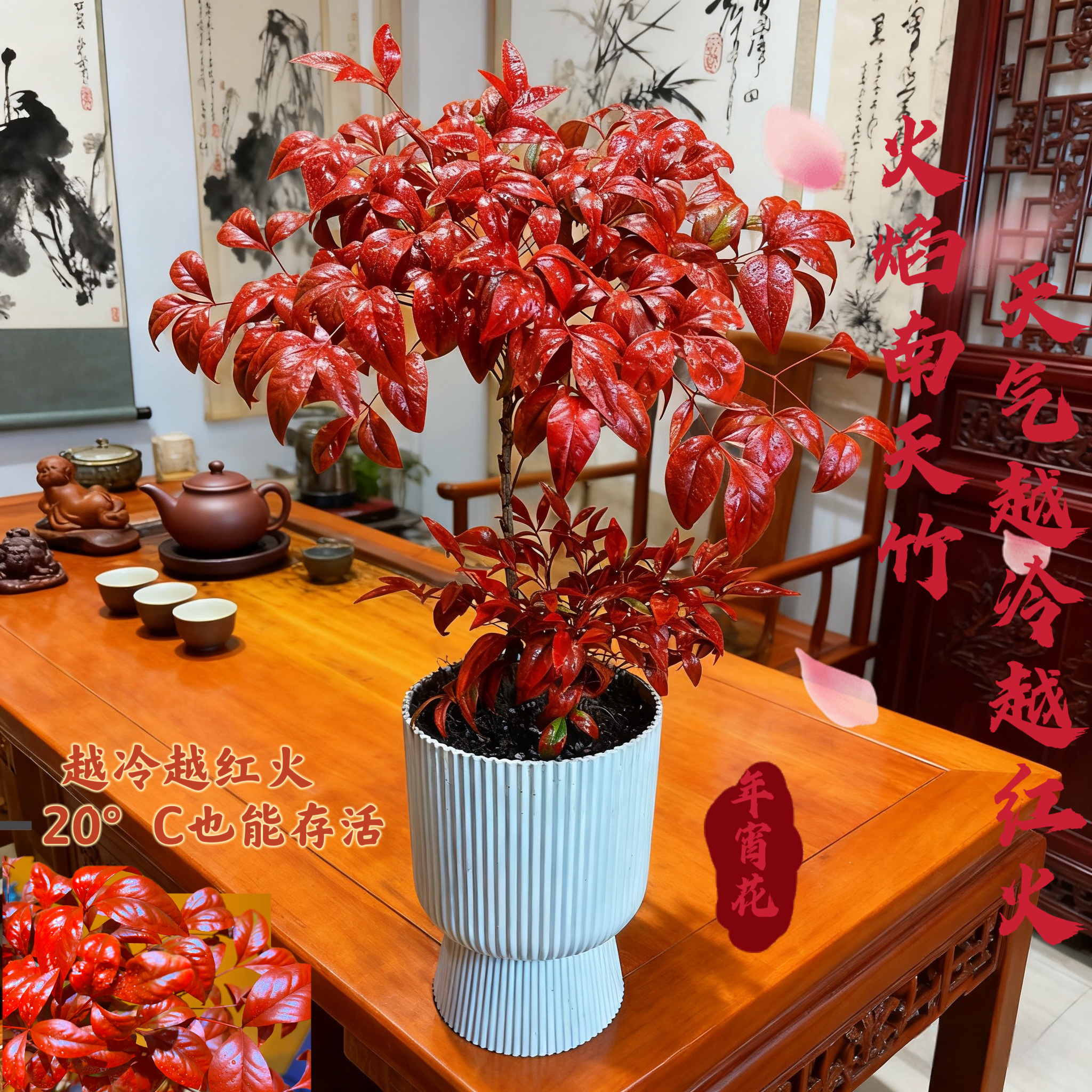 火焰南天竹盆栽冬季耐寒植物办公室四季好养盆景茶桌摆件禅意植物