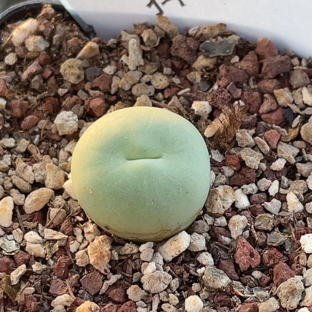 5-142嘴多肉植物肉锥