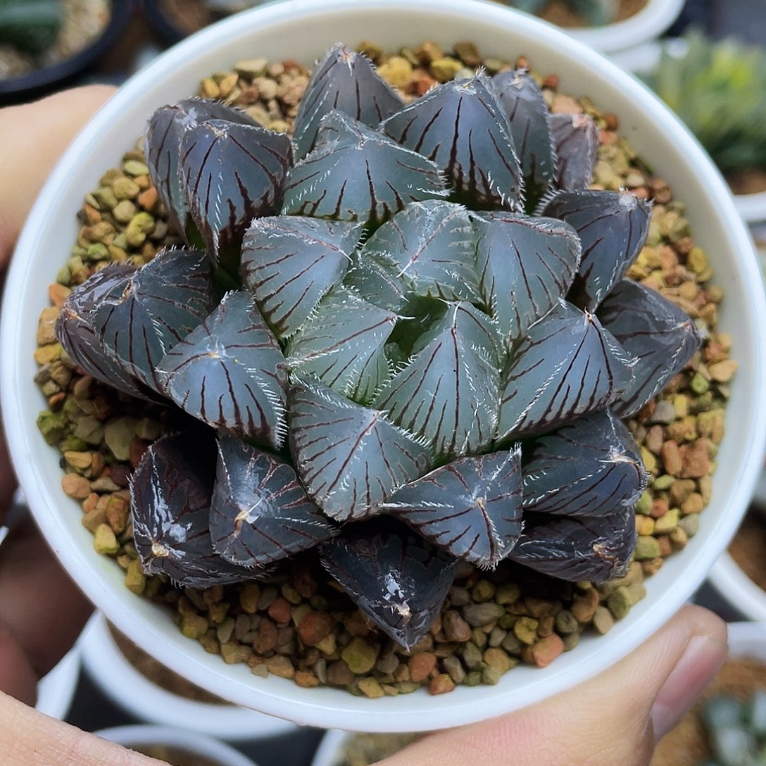 实生紫赤线玉露十二卷