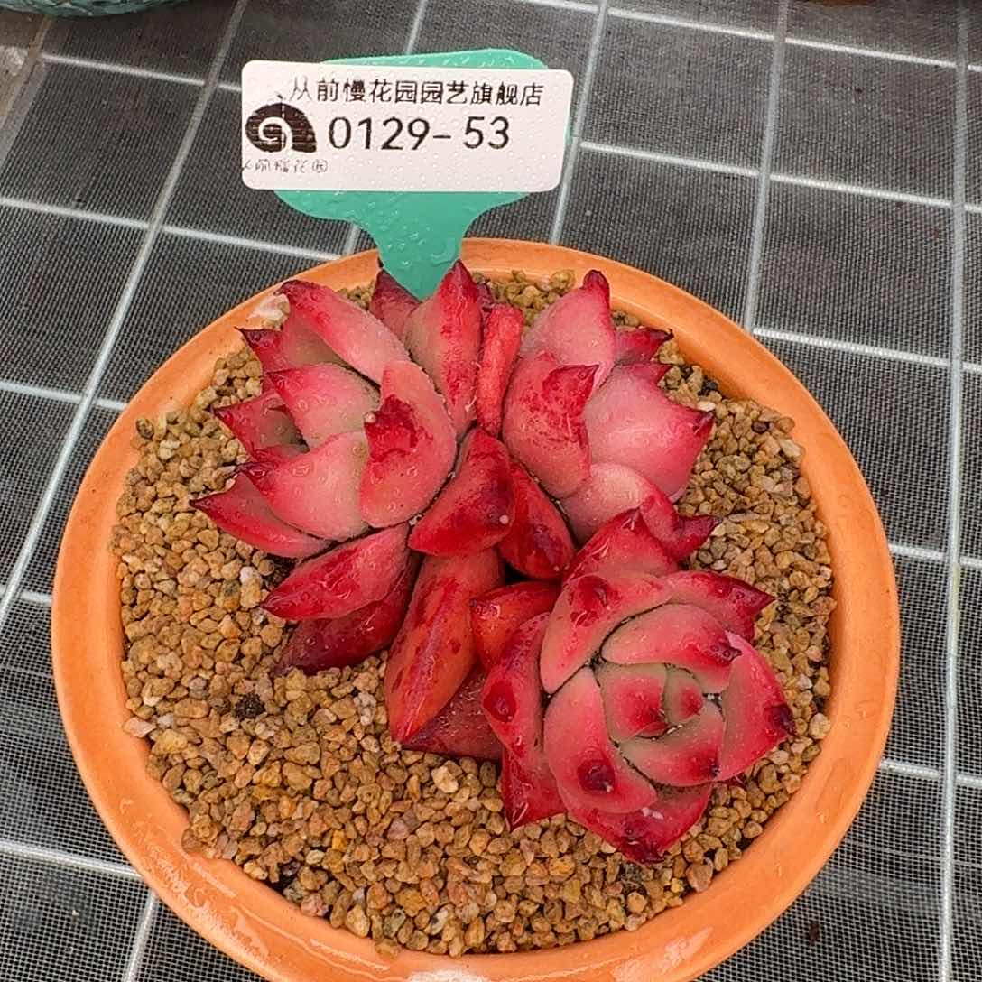 从前慢花园多肉0129-53