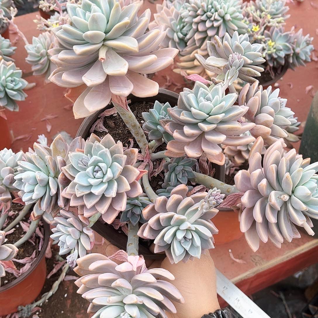 淡雪9.99多肉植物