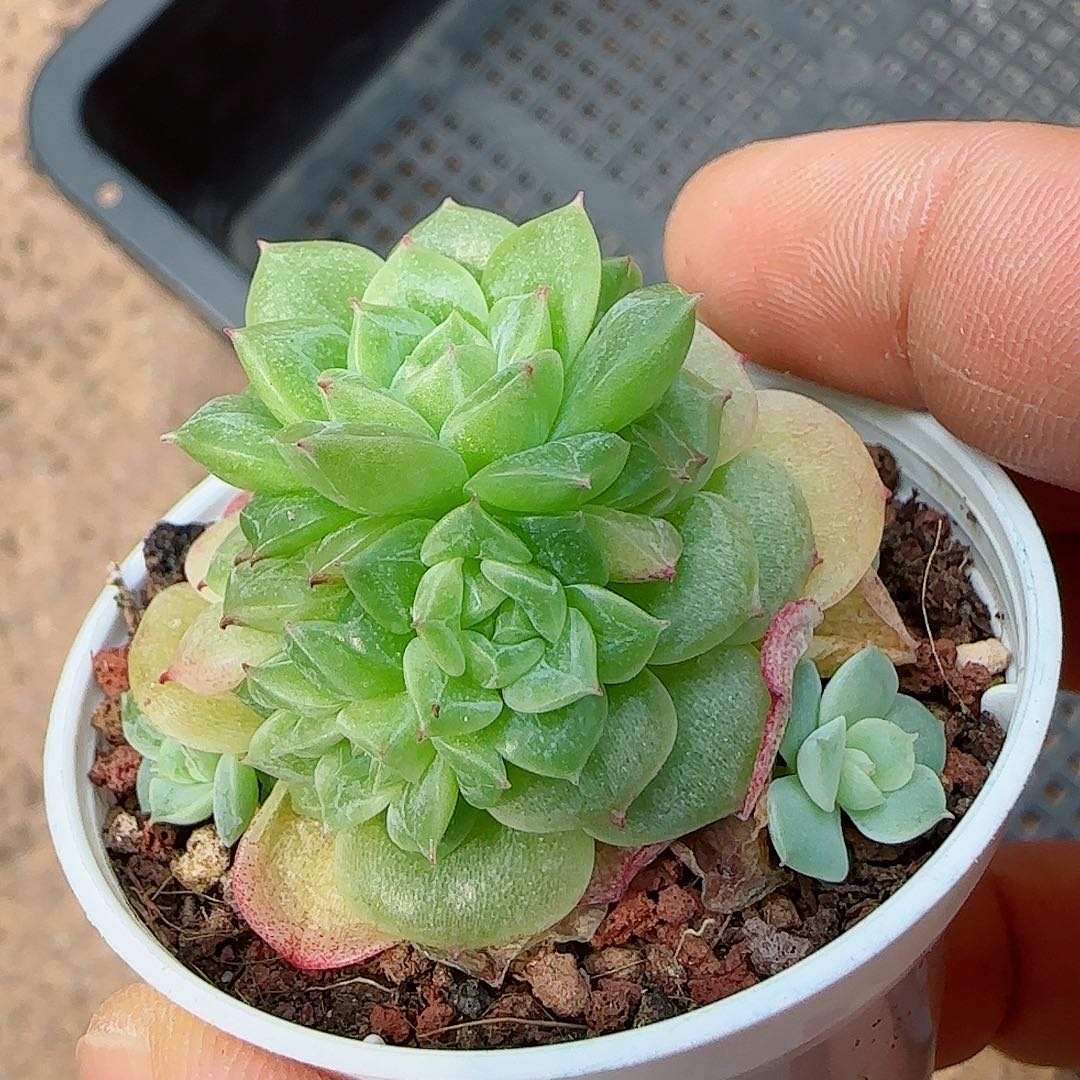 N****e【闪购商品】0606-46（xx-74）