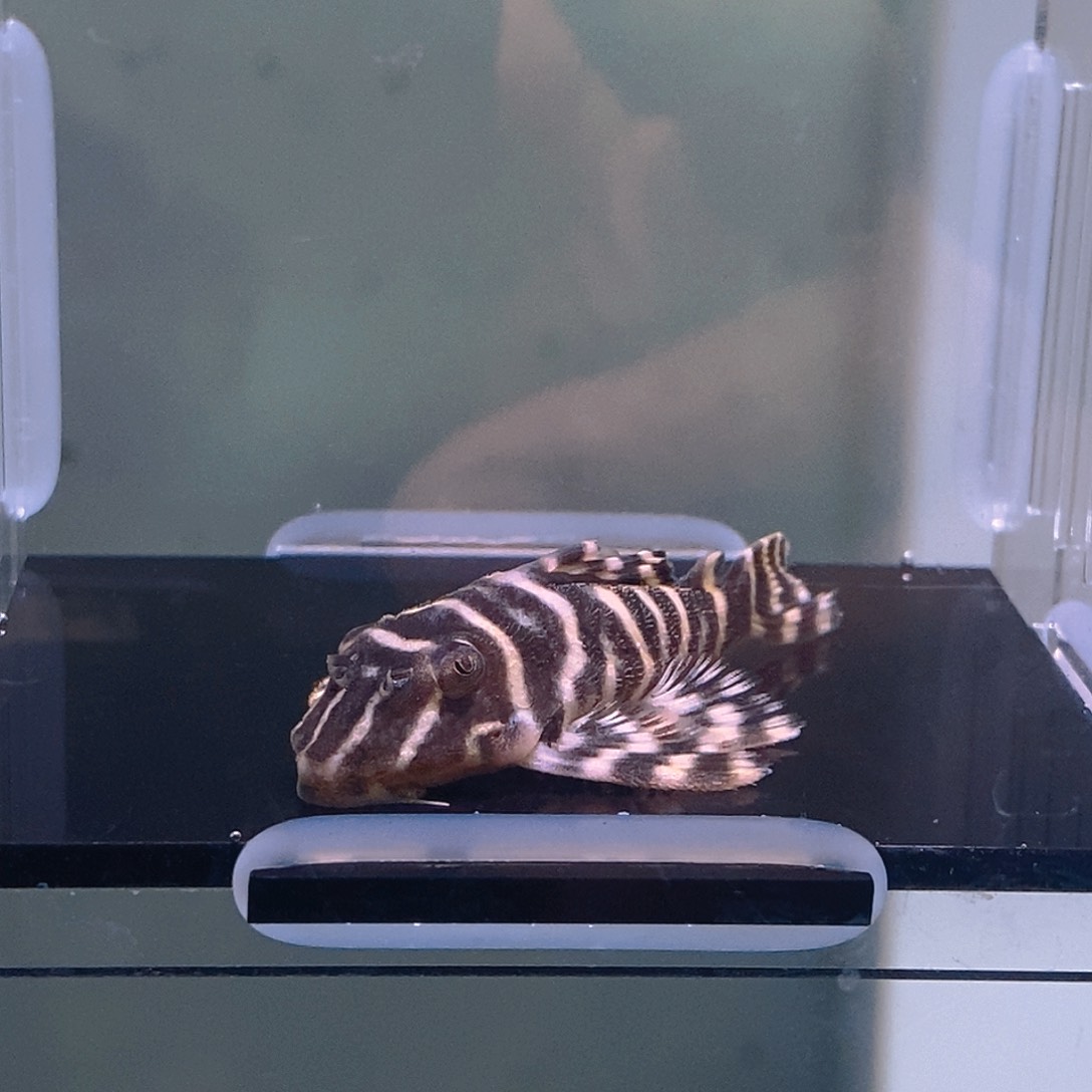 清道夫鱼皇室异型38好