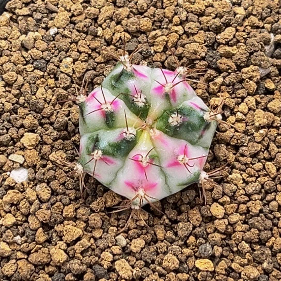 白锦小可爱 米哈仙人球