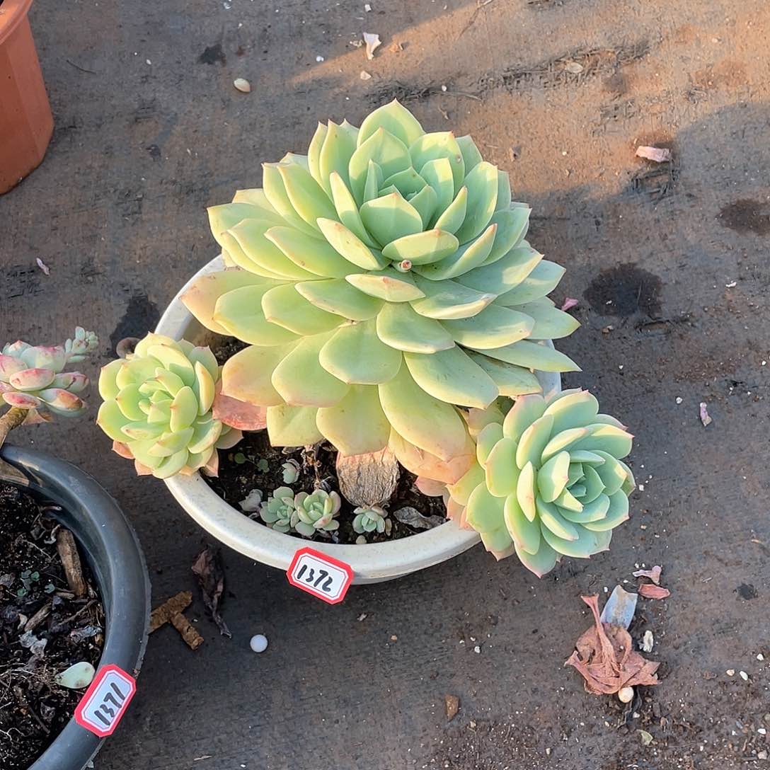 1372恋曲一物一拍多肉