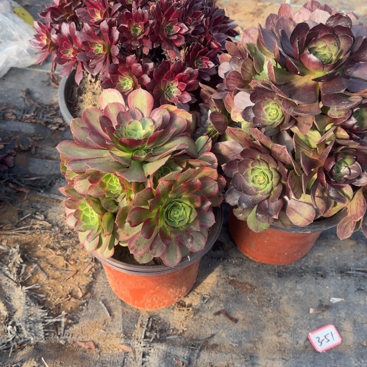 1-16安娜黑膜奶白处理不包售后