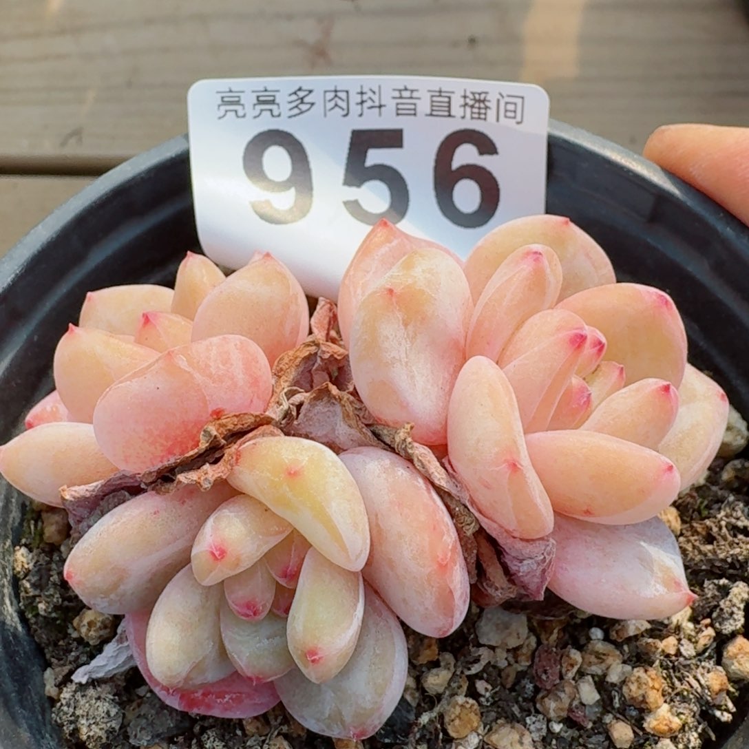 小脸星影         多肉植物