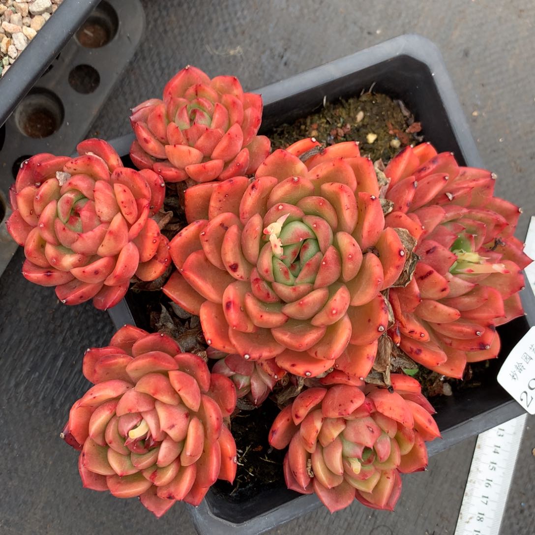 2902杂交精品基地19厘米