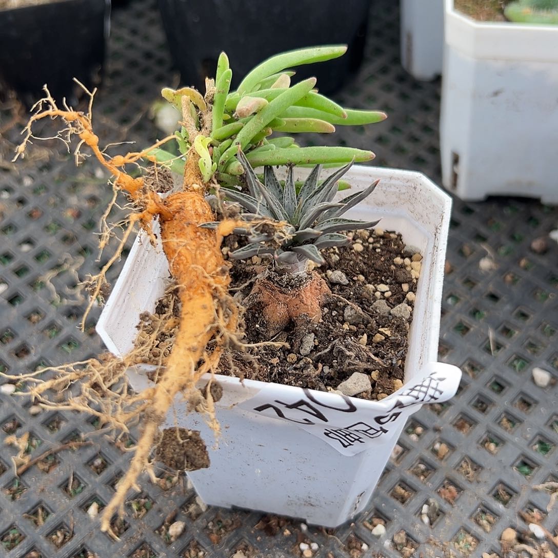 块根042，一物一拍