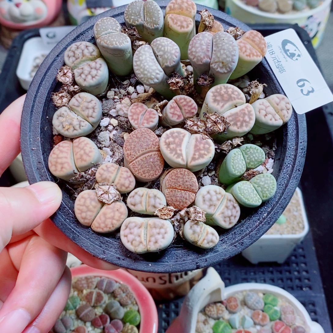 生石花花花花花花花花63