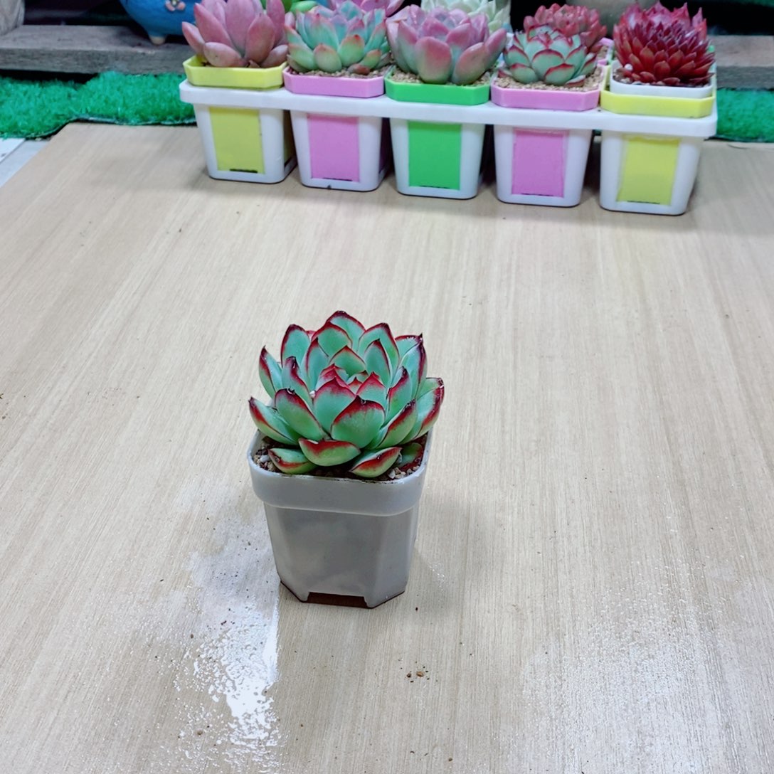 无花朵多肉植物灵隐单颗送盆