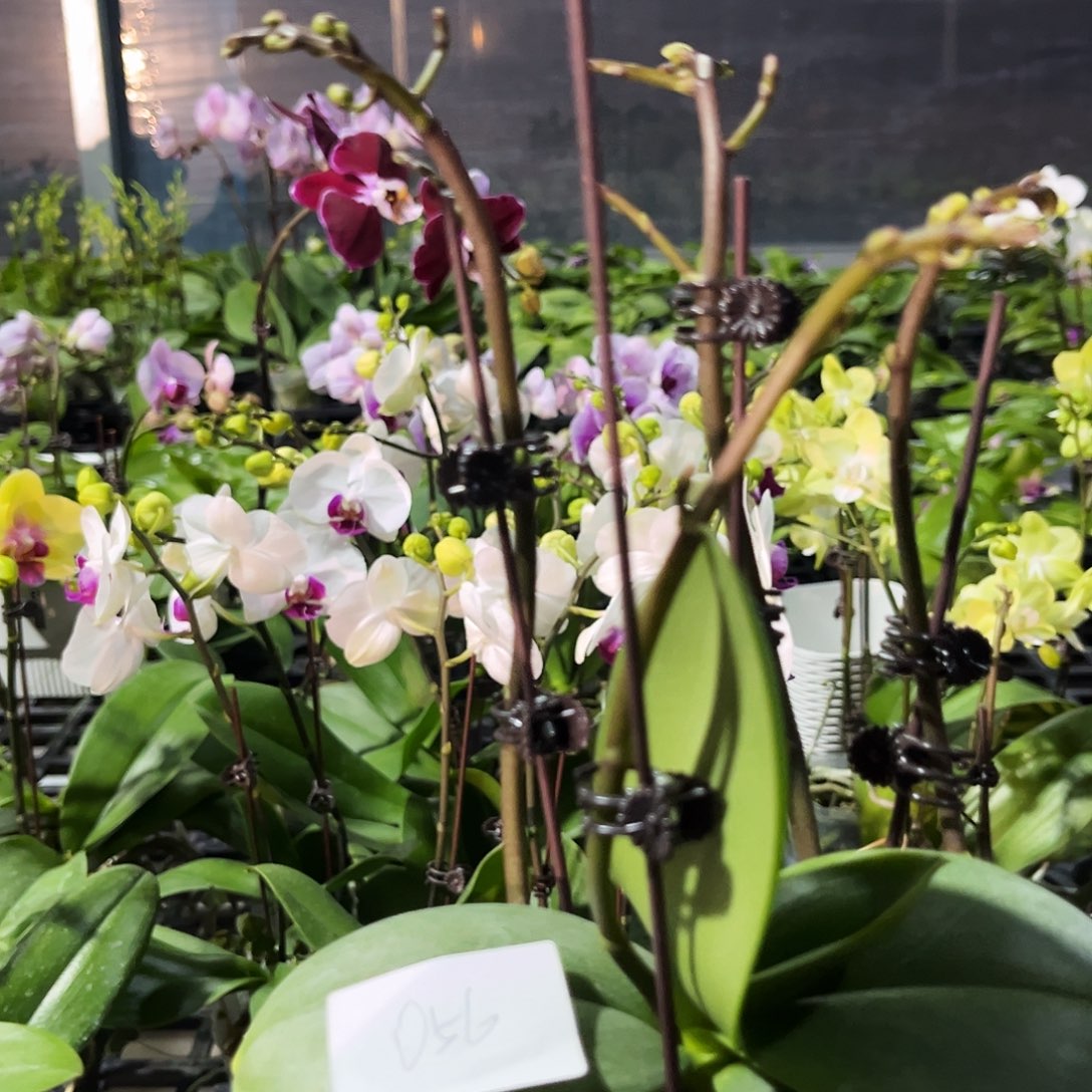 秋***梨大部分花苞少量开放056