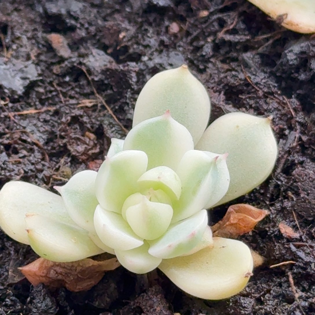 本巴蒂斯 安吉园艺