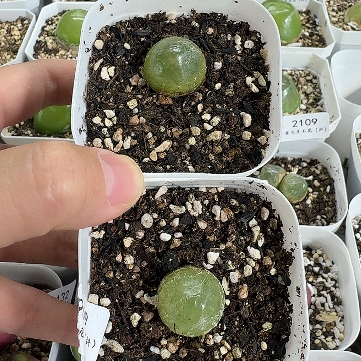 老马生石花灯泡2153