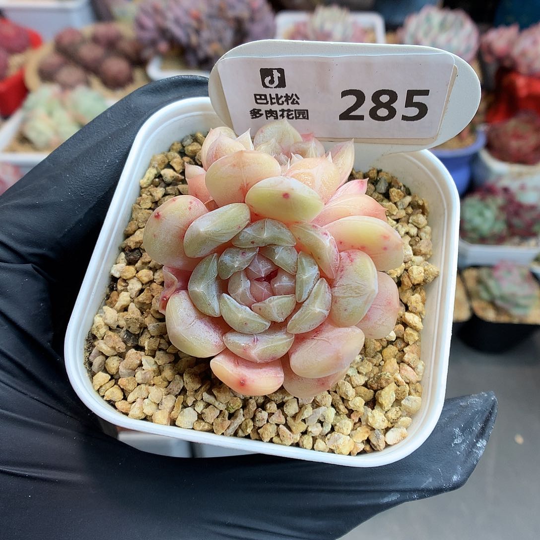 283 白色恋人多肉