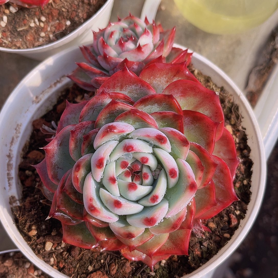 惊鸿娃娃13公分9999888