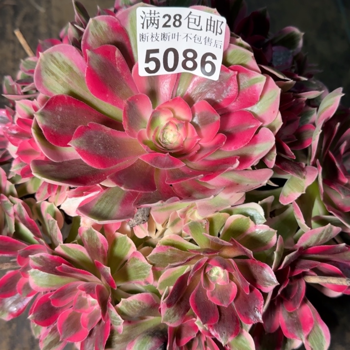 5086女郎多肉植物
