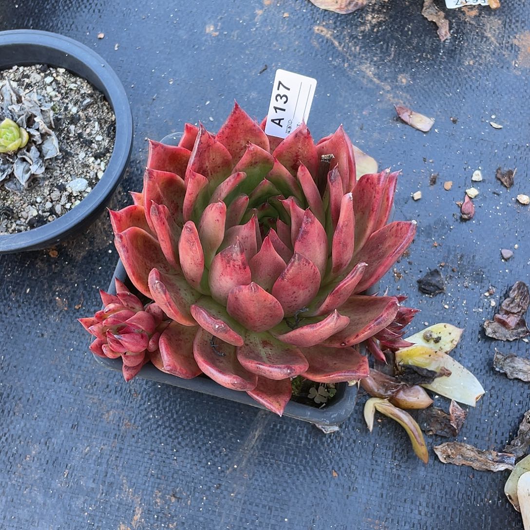 若如东云单拍A137