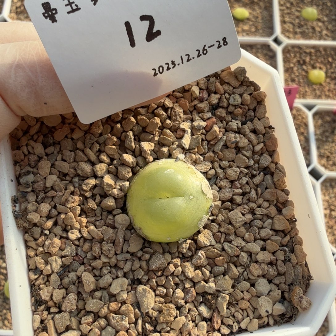 z***5多肉多肉多肉12-012