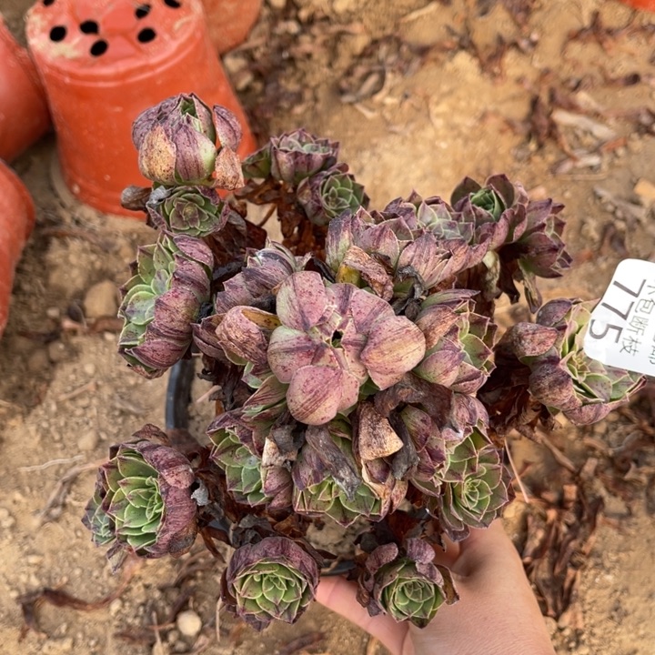 775万拉丝小手捧3