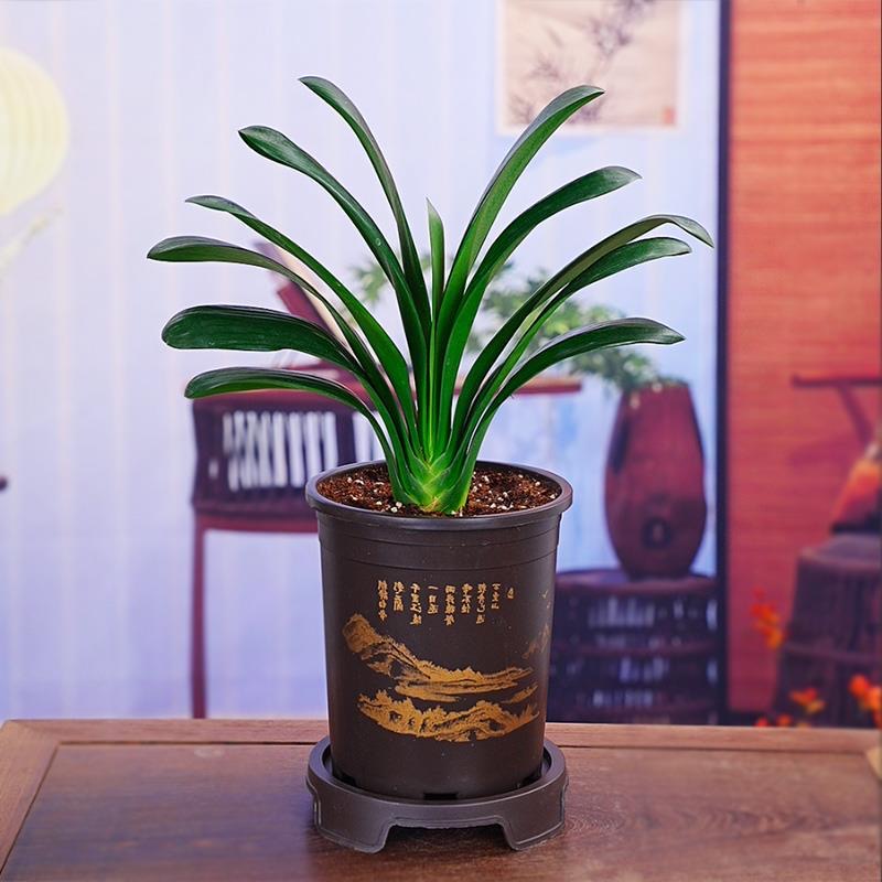 【8-12片叶】君子兰盆栽名贵花卉高档绿植当年开花四季常青好养易活