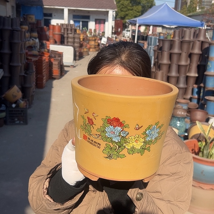 黄色花开富贵小一个花盆花盆花盆