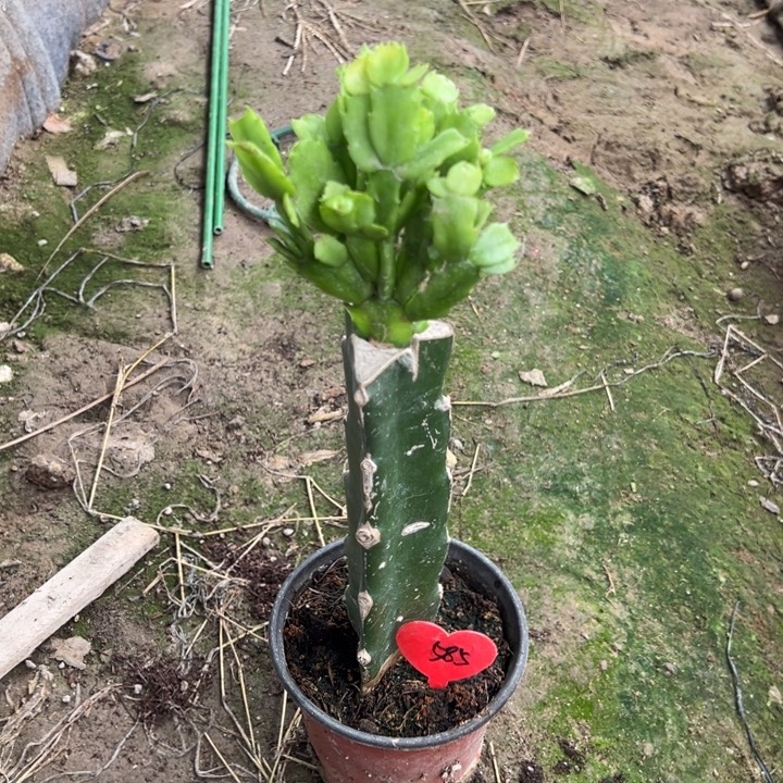 当前无花栽培后可以开花073  585