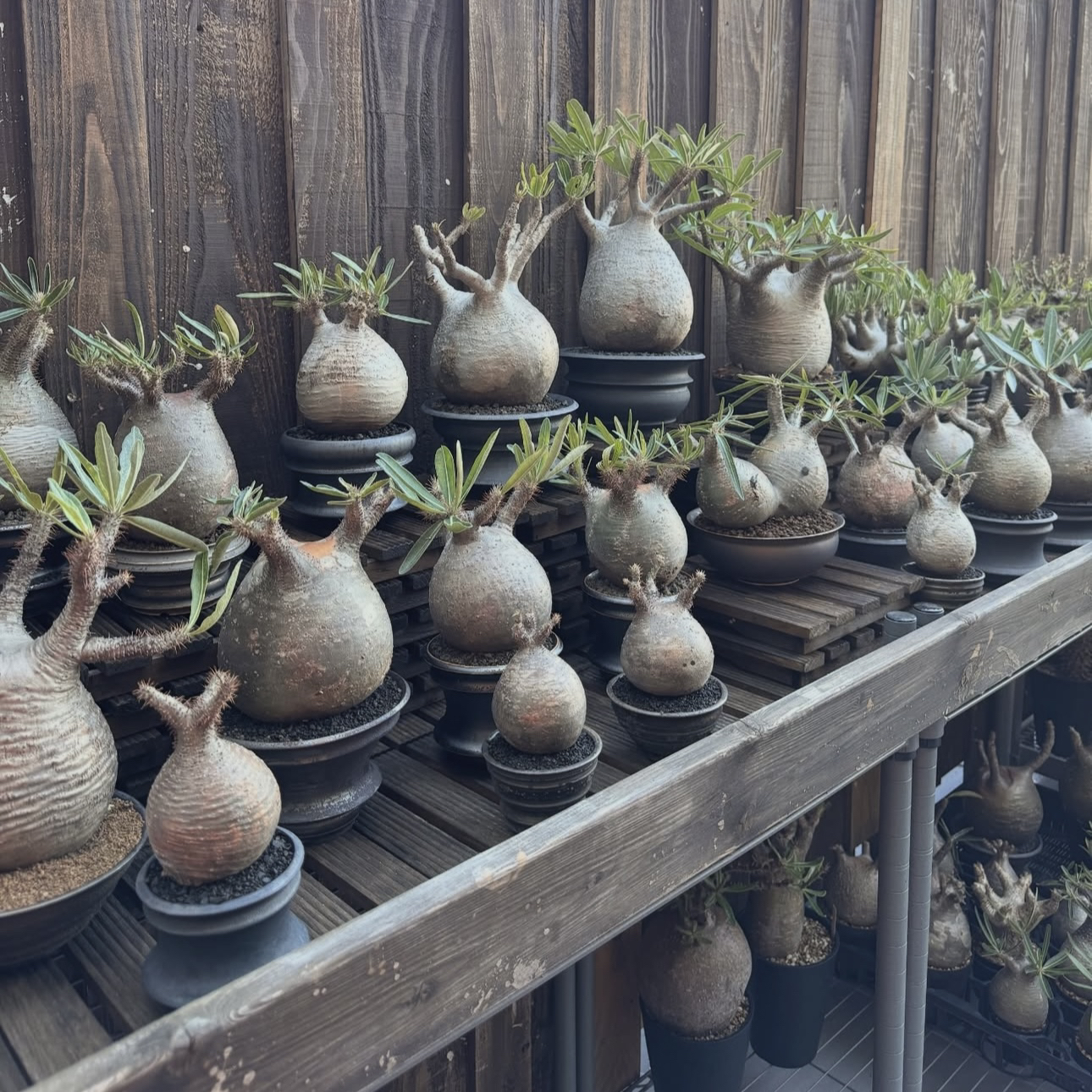 一物一拍块根集合旱生珍奇多肉热植盆景花卉象足漆树象牙宫龙舌兰