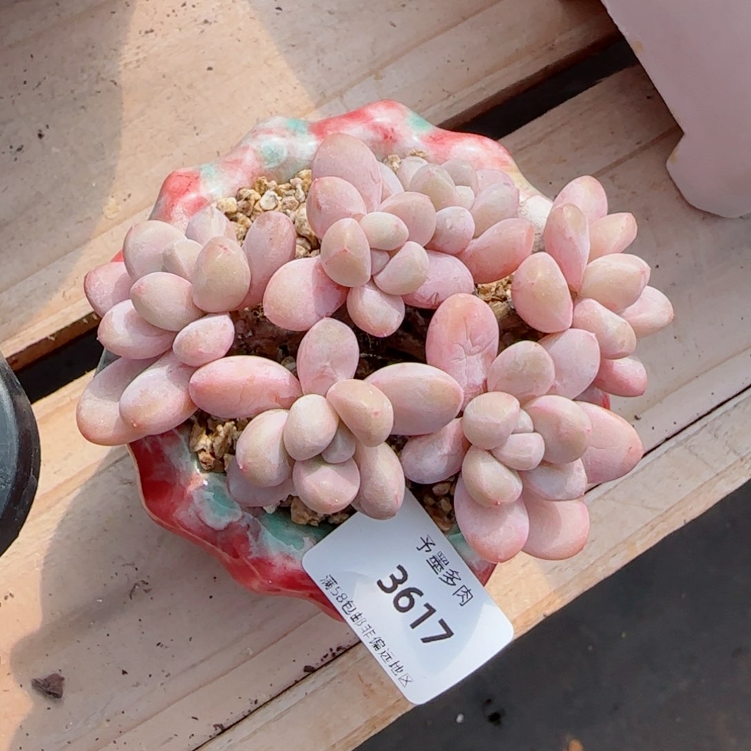 香玉无砍，3617多肉植物