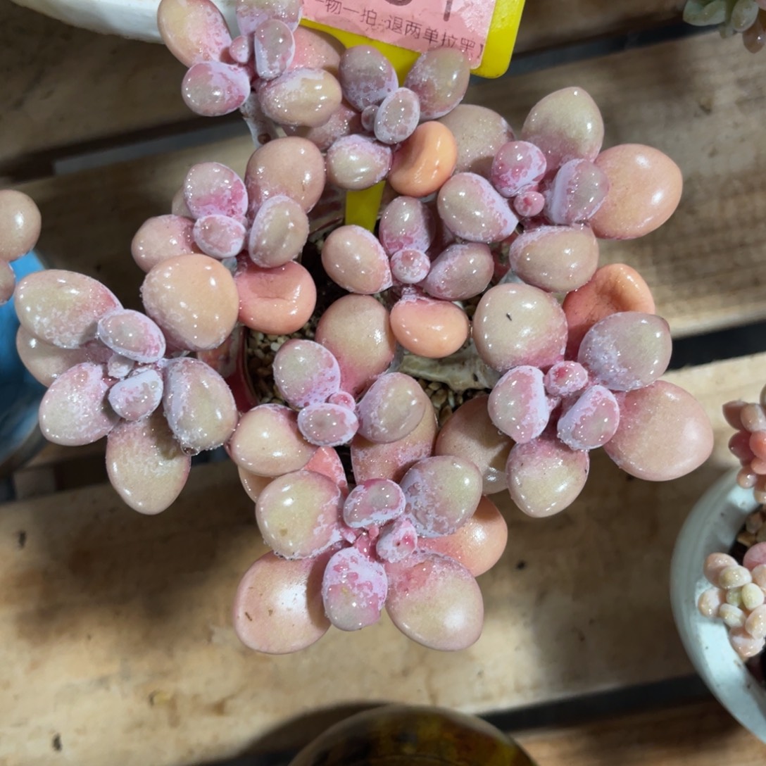 i***i云尘多肉一物一拍不含盆281