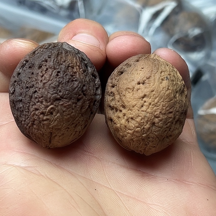 核桃10号花彩小罗汉34尺