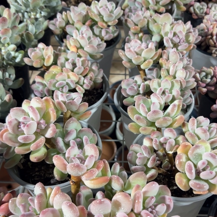 新疆包邮 三日月美人