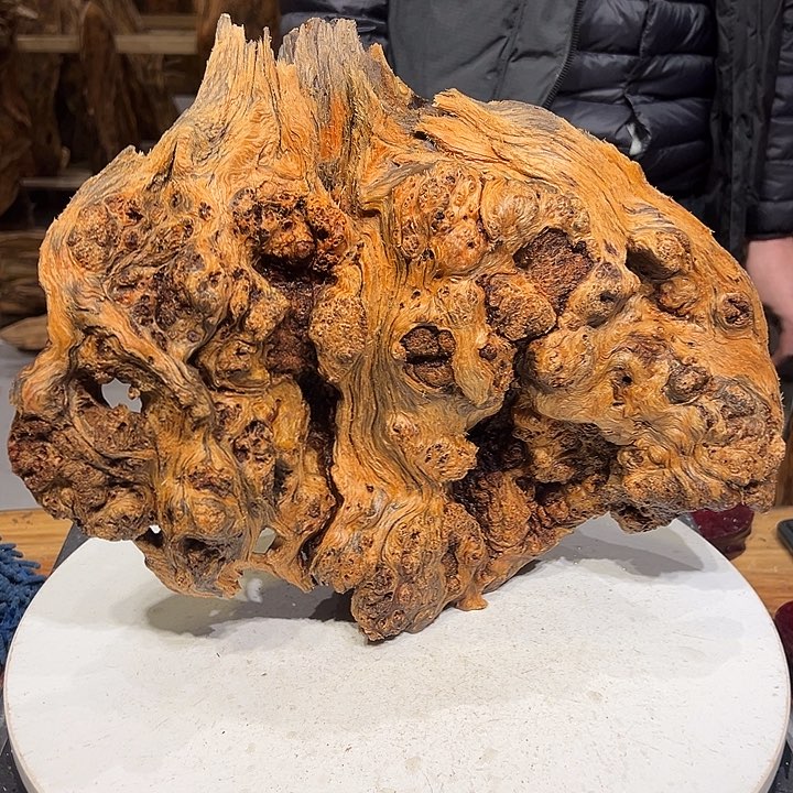 松木（琥珀木）悬*