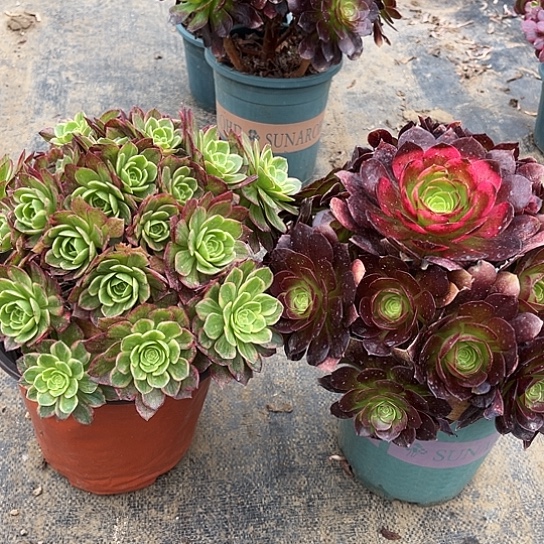 多肉植物组合两个47