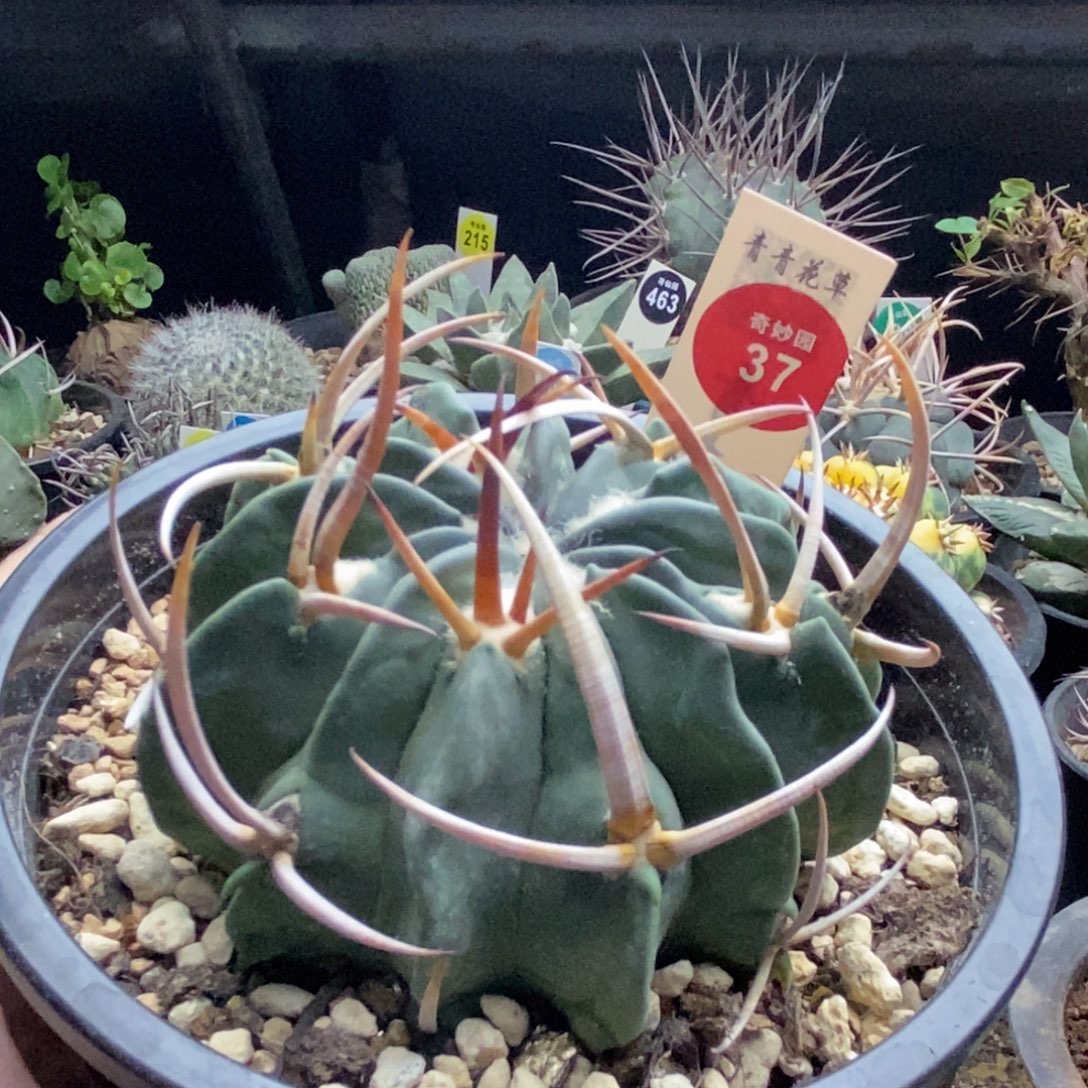 自根豪刺火焰刺龙剑丸8.1cm