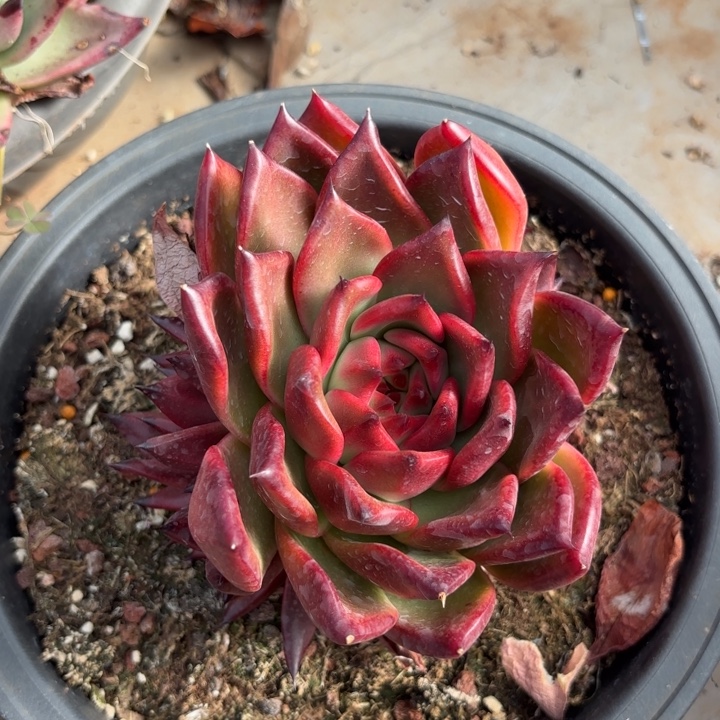 血皇后。28。    多肉