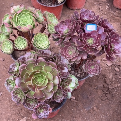003多肉植物组合，