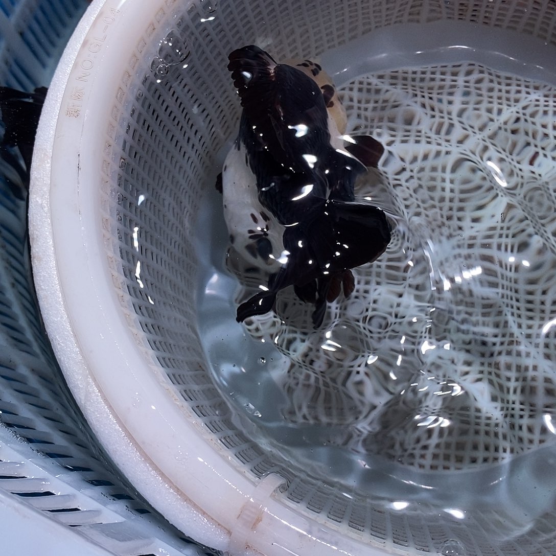 威***哥海水鱼1条玛丽玛丽玛丽