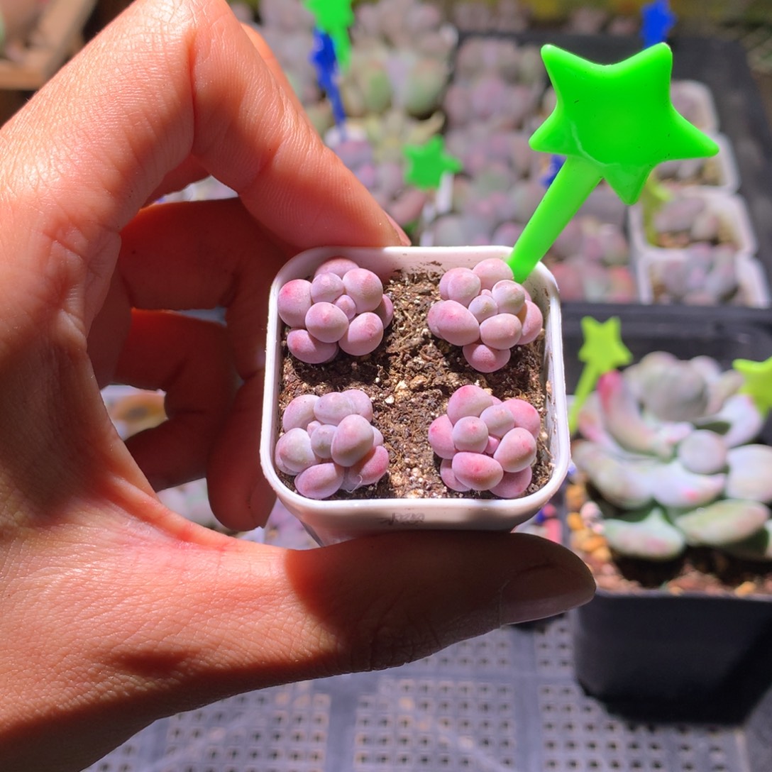 樱花奶酪多肉一盒