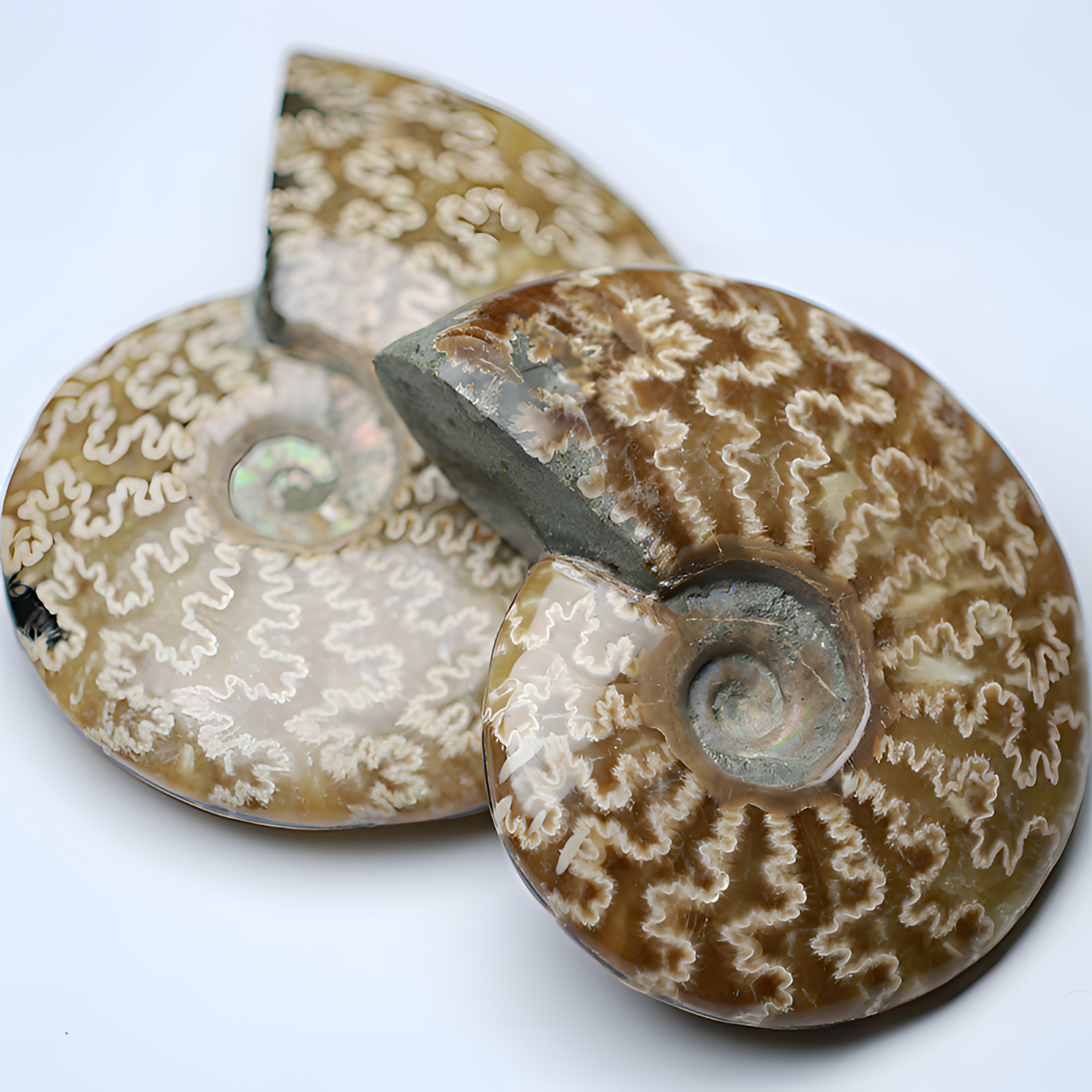 风神透光大尺寸手把件菊奇石创意礼物——家居摆件