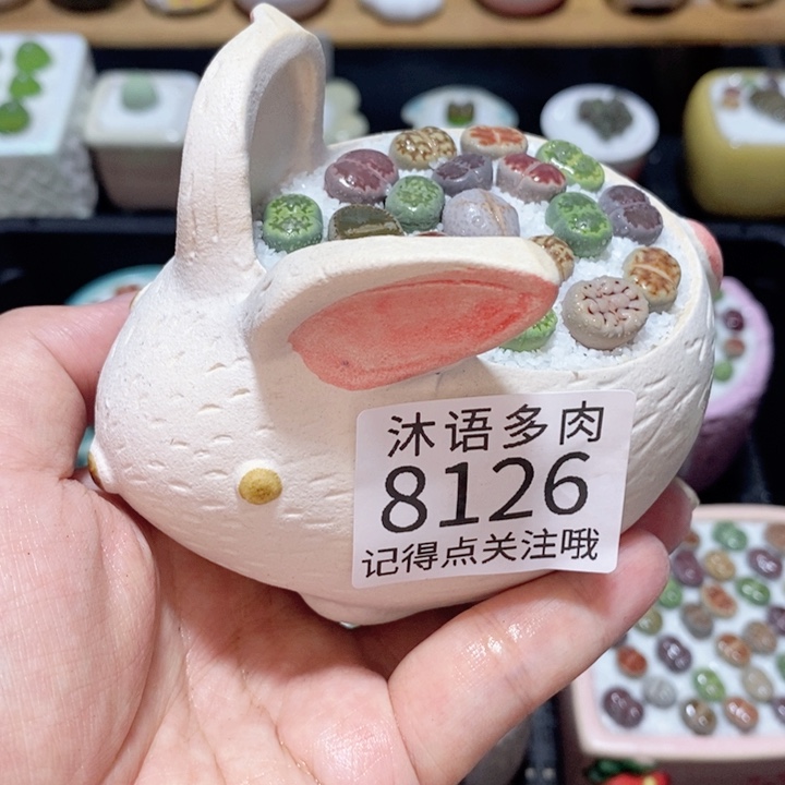 带盆土植物 精美盆栽8126