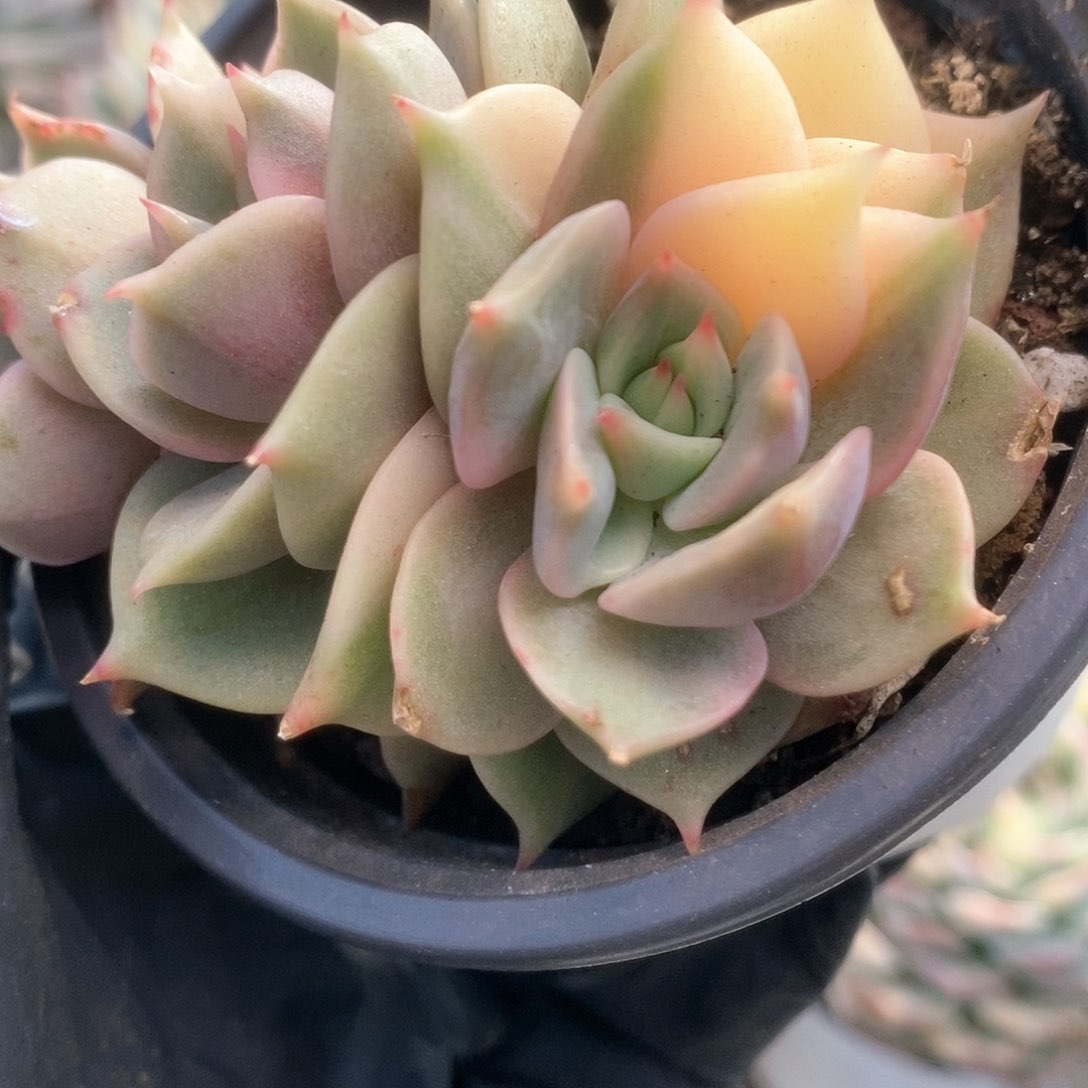 135贝加尔湖锦锦锦年