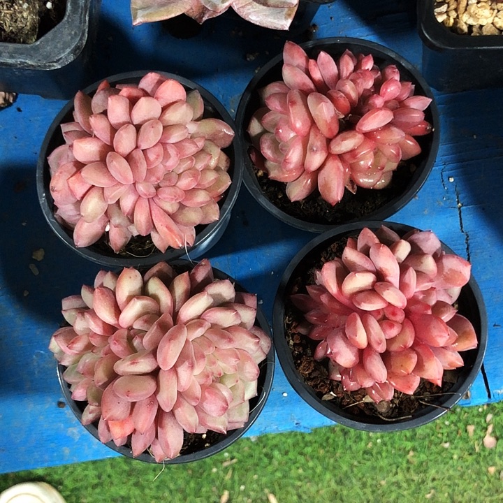 爱丽儿缀化多肉植物