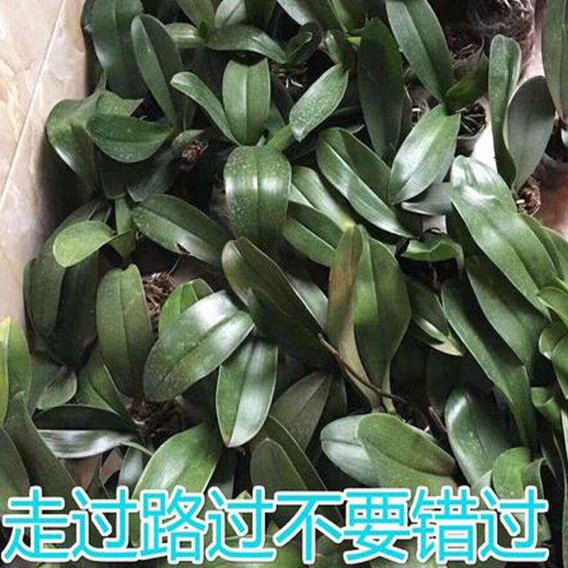 2颗装【瑕疵苗】蝴蝶兰大苗破损苗花后苗不售后