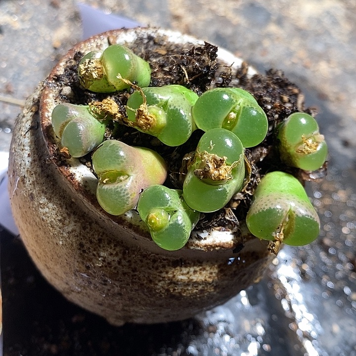 1303。   粉红女郎风铃一颗。   